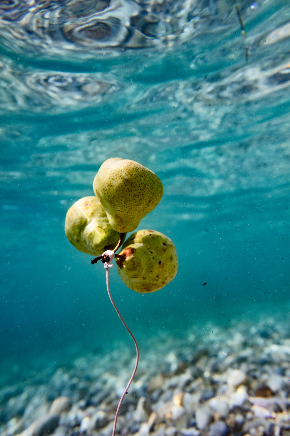 Pears swimming in the ocean